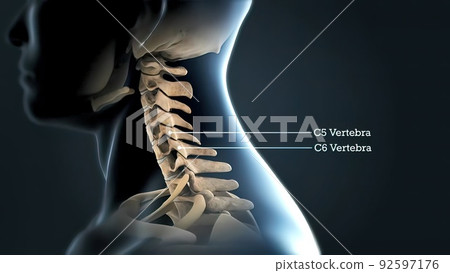 Lumbar Spine With Nerves Lumbar Spine With Nerves 92597176