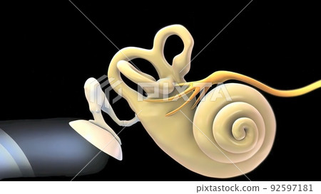 3D Human Ear Anatomy System - Stock Illustration [92597181] - PIXTA