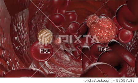 High-density lipoprotein (HDL) cholesterol High-density lipoprotein (HDL) cholesterol 92597182