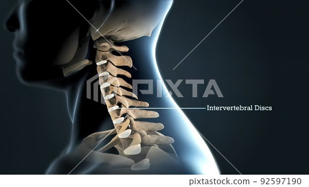 Lumbar Spine With Nerves 92597190