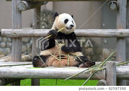 這是美味的竹子。 這是美味的竹子。 92597398