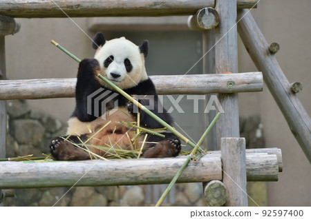 看著鏡頭 看著鏡頭 92597400