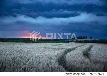 Ripe wheat spikelets on rural field Ripe wheat spikelets on rural field 92597671