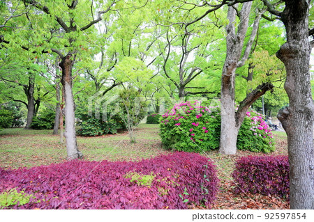 Fresh green park azalea flowers 92597854