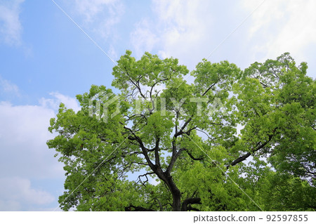 Fresh green park 92597855