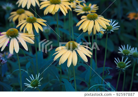 coneflower echinacea in bloom yellow flowers in a garden coneflower echinacea in bloom yellow flowers in a garden 92597887
