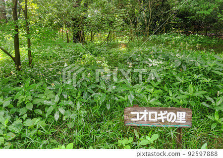Kyoto / Kyoto Gyoen Nature Exploration Road Cricket Village 92597888