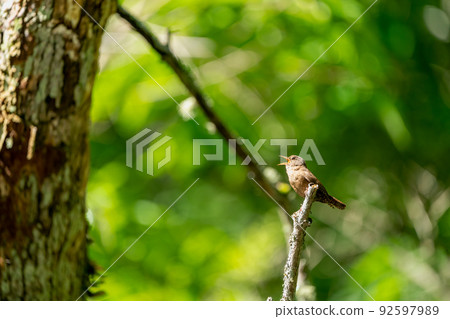 Wren perching on a tree branch Wren perching on a tree branch 92597989