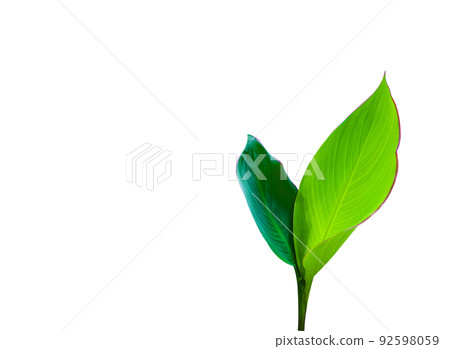 Isolated Canna Indica L leaves with clipping paths on white background Isolated Canna Indica L leaves with clipping paths on white background 92598059