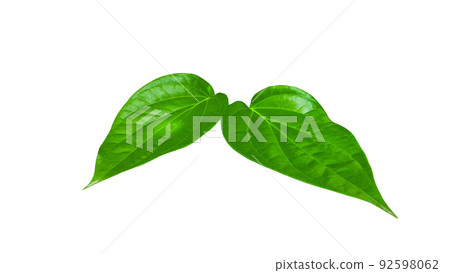 Isolated green long pepper or betel leaves with clipping paths on white background Isolated green long pepper or betel leaves with clipping paths on white background 92598062