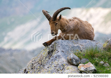 The West Caucasian tur or Capra caucasica 92598080