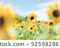 Photo of sunflower 92598286