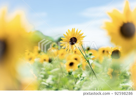 Photo of sunflower 92598286