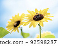 Photo of sunflowers and bees 92598287