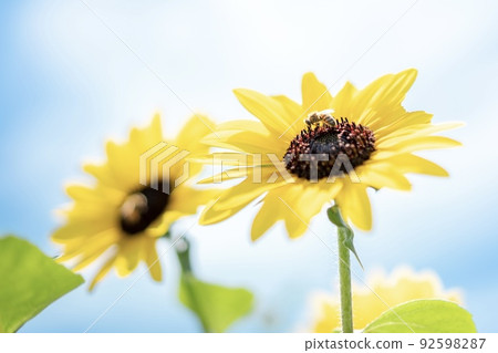 Photo of sunflowers and bees Photo of sunflowers and bees 92598287