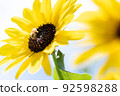 Photo of sunflowers and bees 92598288