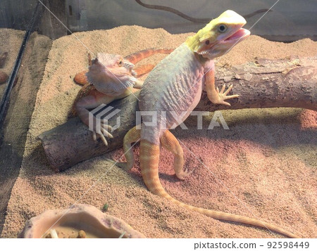 A lizard named the bearded dragon A lizard named the bearded dragon 92598449