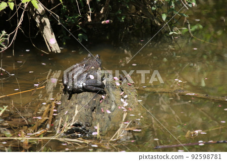 A bullfrog waking up from hibernation and basking in the sun 92598781