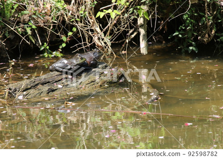 A bullfrog waking up from hibernation and basking in the sun 92598782