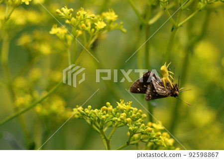 安土雲托雷薩 92598867