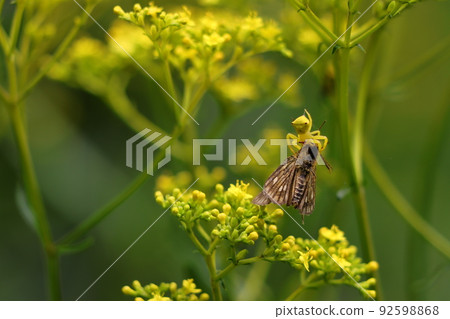 安土雲托雷薩 92598868