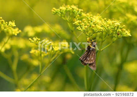 Thoressa varia Azuchigumo 92598872