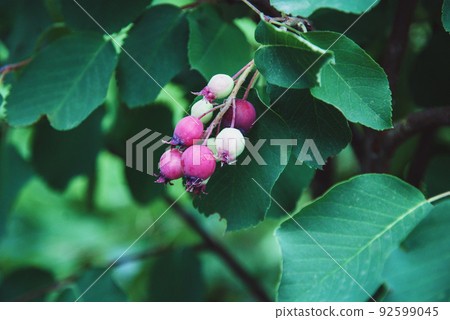 Saskatoon serviceberry fruit, Amelanchier alnifolia or shadberry ripening in the garden Saskatoon serviceberry fruit, Amelanchier alnifolia or shadberry ripening in the garden 92599045