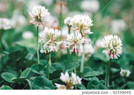 White clover flowering, Trifolium repens flowers closeup 92599049