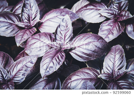 Purple basil grown in vegetable garden at organic homestead, dark opal basil plants texture 92599060