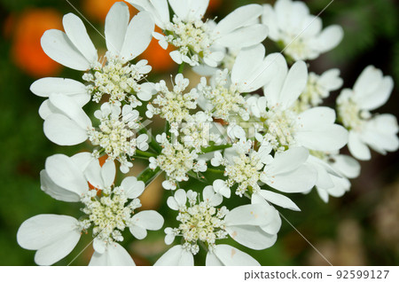 Orlaya flowers: Insects are hidden in the shadows of flowers Orlaya flowers: Insects are hidden in the shadows of flowers 92599127