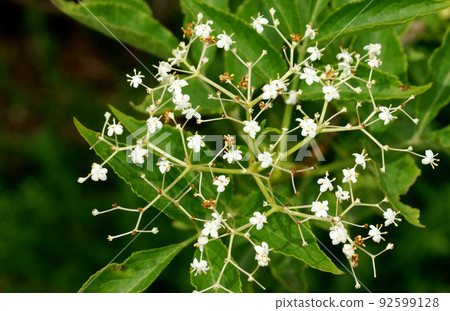 接近開花結束的老花 92599128