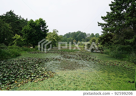Cheollipo Arboretum scenery 92599206