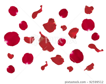 Red rose falling red rose petals isolated on white background. applicable for design of greeting cards on Valentine's Day 92599512