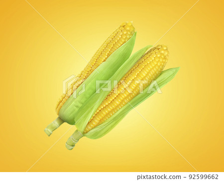Corn fresh on yellow gold background 92599662