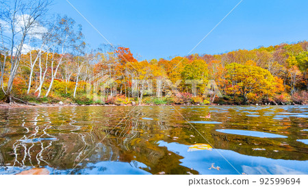 Autumn leaves of Sennin Pond (Sasagamine Plateau) 92599694