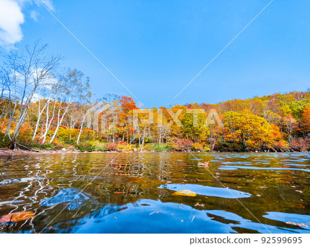 千人池(笹嶺高原)的紅葉 千人池(笹嶺高原)的紅葉 92599695