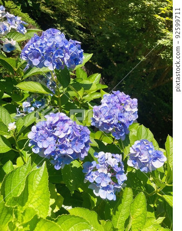 Flower hydrangea 92599711