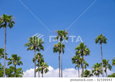 Washington Near Palm 92599943
