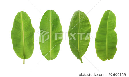 whole fresh banana leaves isolated on white background 92600139