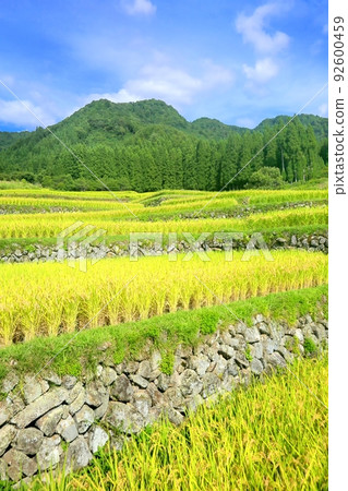 三部福島的水稻梯田 92600459