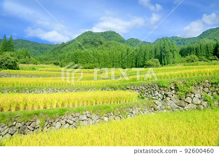 三部福島的水稻梯田 92600460