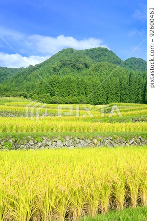 三部福島的水稻梯田 92600461