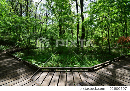 八王子市小宮公園的春天 92600507