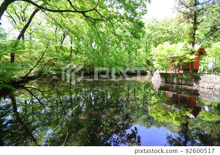 Spring in Komiya Park, Hachioji City 92600517