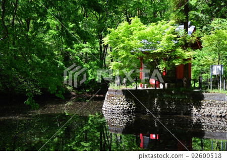 Spring in Komiya Park, Hachioji City 92600518