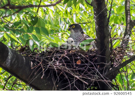 A sparrowhawk watching over a newborn chick begging for food in its nest A sparrowhawk watching over a newborn chick begging for food in its nest 92600545