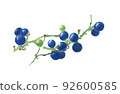 Mountain grapes 92600585