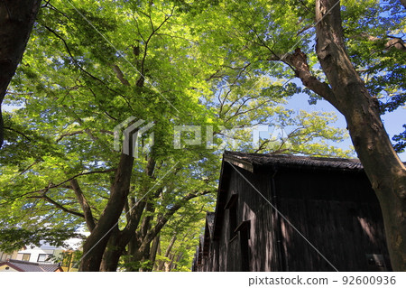 Yamai倉庫和Zelkova樹木 92600936