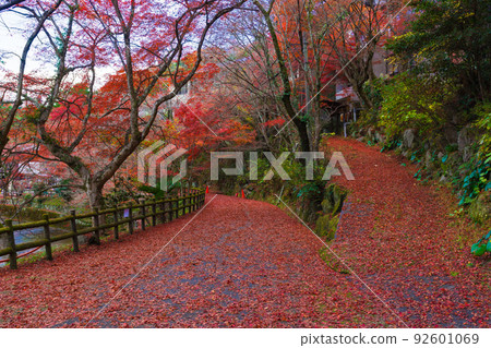 A promenade stained with fallen autumn leaves (Seto City, Aichi Prefecture) 92601069