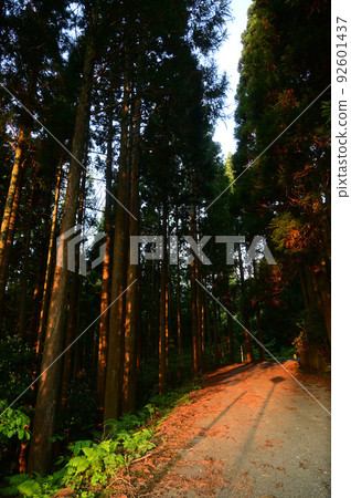 Mountain road 92601437
